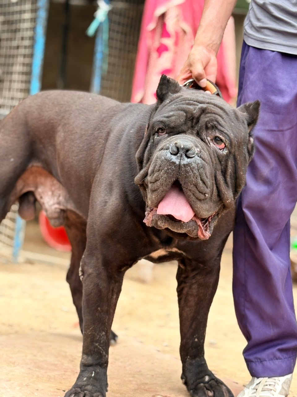 Cane Corso for sale at Sharma Dog Kennel