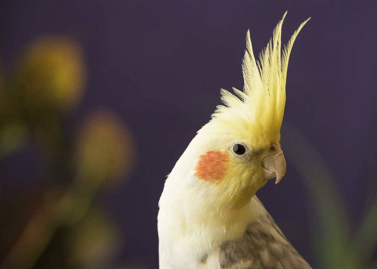 Hand-raised cockatiel bird for sale