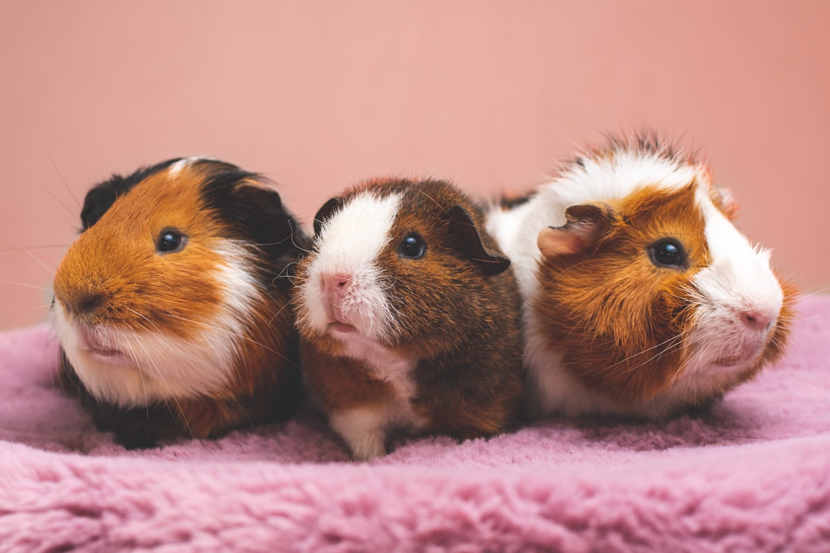 Guinea pig for sale