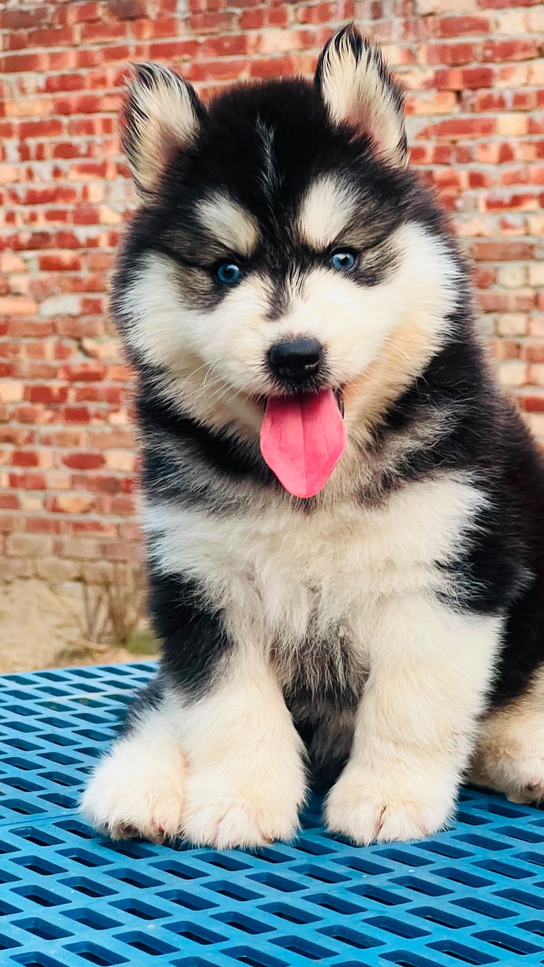 Siberian Husky puppy for sale