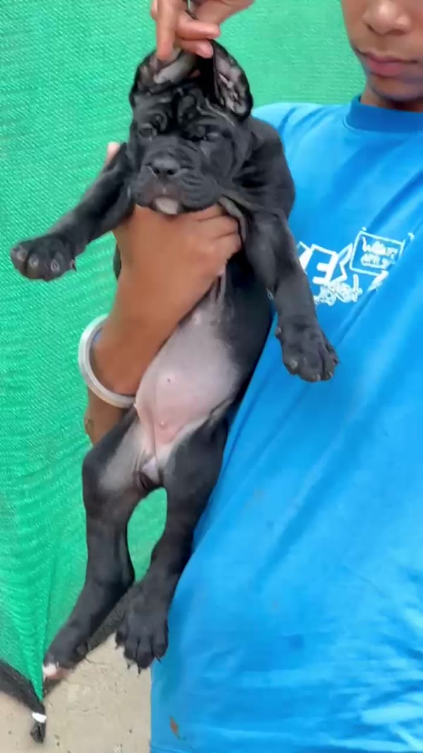 Cane Corso puppy video