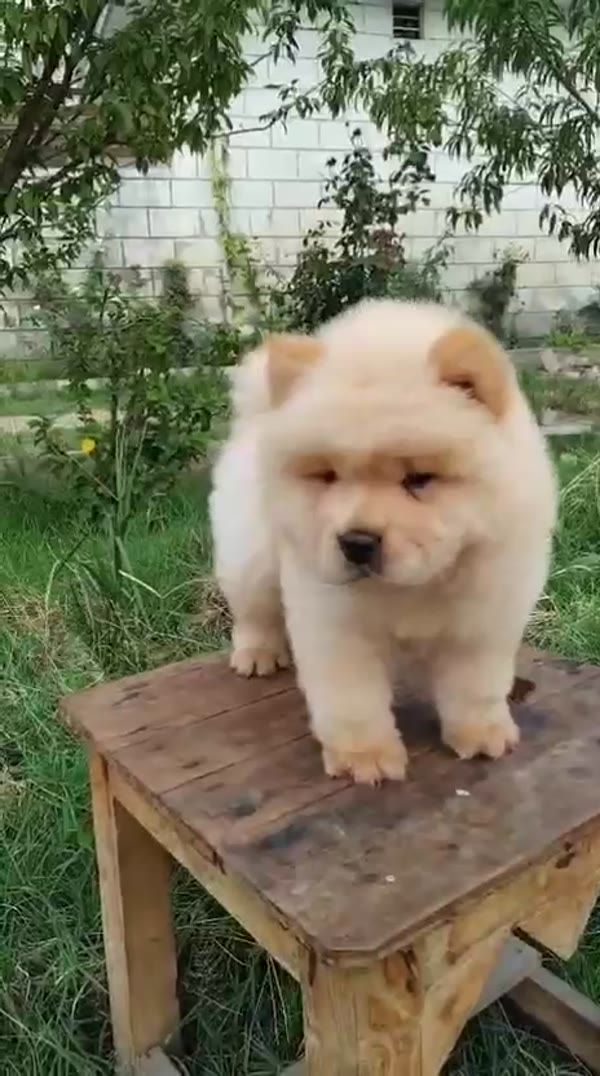Chow Chow puppy video