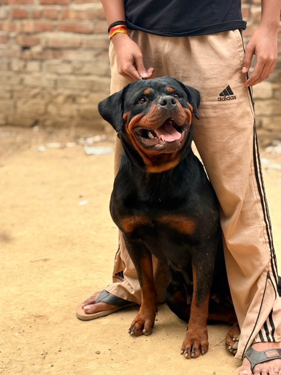 Rottweiler puppy for sale