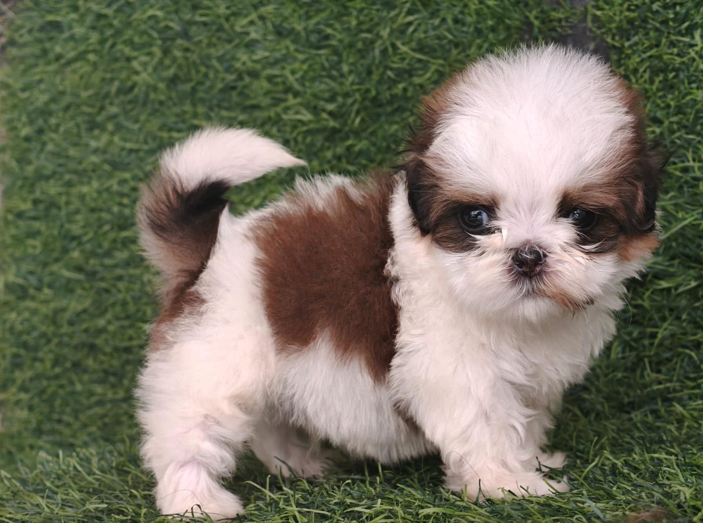 Adorable home-raised Shih Tzu puppy at Sharma Dog Kennel
